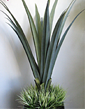plants